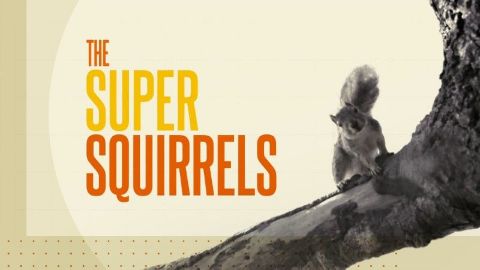 The Super Squirrels